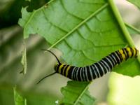 Gestreifte Raupe frißt an Blatt
